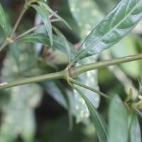 Strobilanthes glaucescens Nees